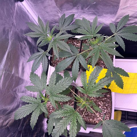 24K 02 #2 growlog timeline photo