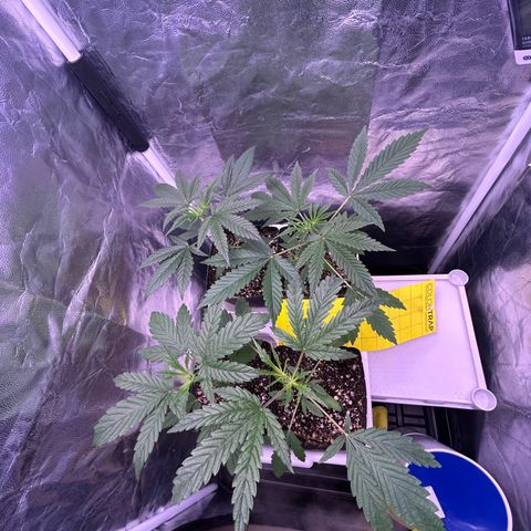 24K 02 #2 growlog photo: Pós rega, aprox. 13h 