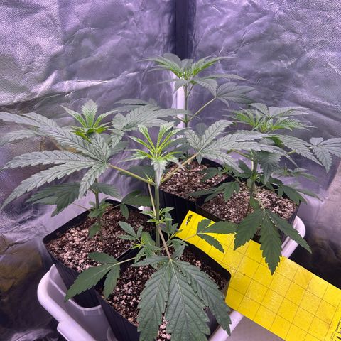 24K 02 #2 growlog timeline photo