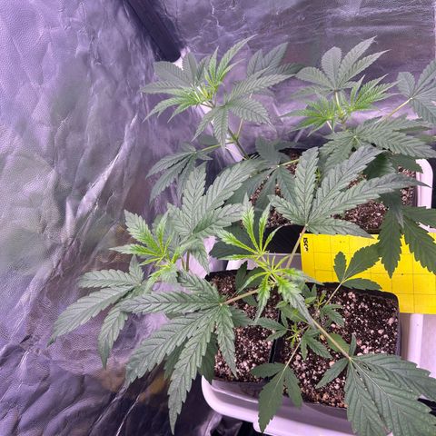 24K 02 #2 growlog timeline photo