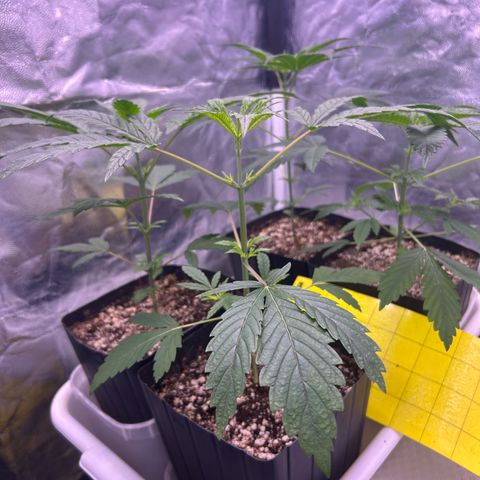 24K 02 #2 growlog timeline photo