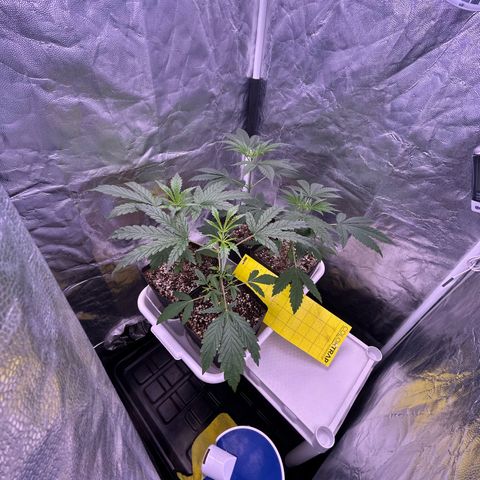 24K 02 #2 growlog timeline photo