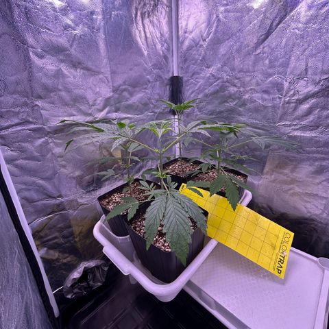 24K 02 #2 growlog timeline photo