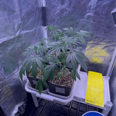 24K 02 #2 growlog photo: Antes da rega. 72h sem rega 
Rega de 1l com 700ppm