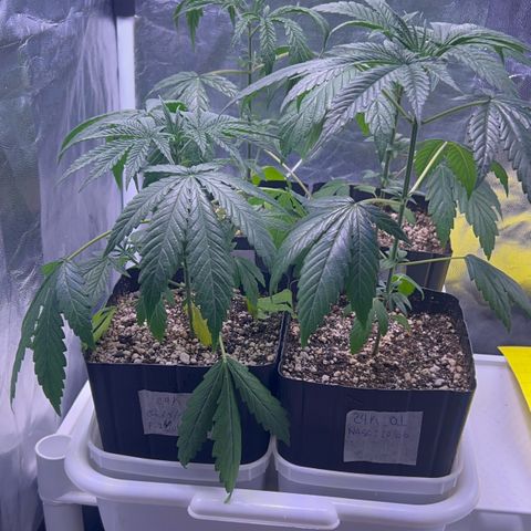 24K 02 #2 growlog photo: Antes da rega. 72h sem rega 
Rega de 1l com 700ppm