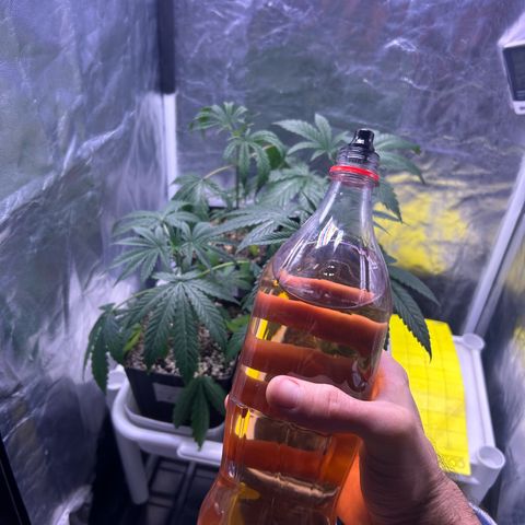 24K 02 #2 growlog photo: Antes da rega. 72h sem rega 
Rega de 1l com 700ppm