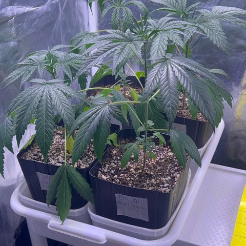 24K 02 #2 growlog photo: Antes da rega. 72h sem rega 
Rega de 1l com 700ppm