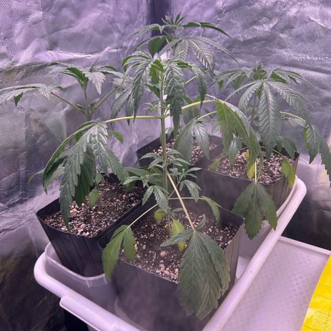 24K 02 #2 growlog photo: Antes da rega. 72h sem rega 
Rega de 1l com 700ppm