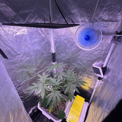 24K 02 #2 growlog timeline photo