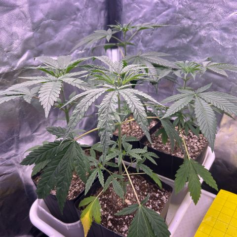 24K 02 #2 growlog timeline photo