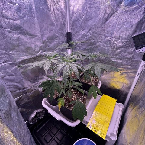 24K 02 #2 growlog timeline photo