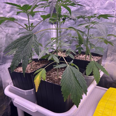 24K 02 #2 growlog timeline photo