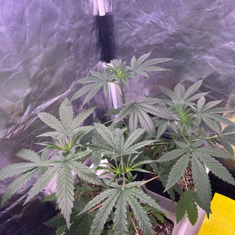 24K 02 #2 growlog timeline photo
