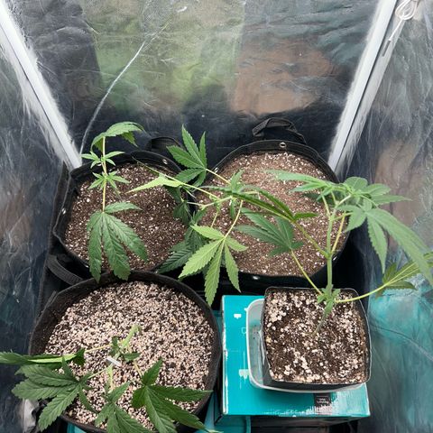 24K 02 #2 growlog photo: Após transplante, poda top. 40dias de vida
Nasc. 20/06