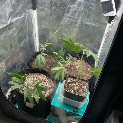 24K 02 #2 growlog photo: Após transplante, poda top. 40dias de vida
Nasc. 20/06