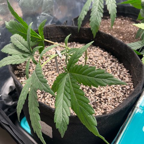 24K 02 #2 growlog photo: Após transplante, poda top. 40dias de vida
Nasc. 20/06