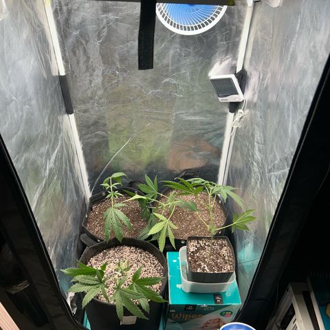 24K 02 #2 growlog photo: Após transplante, poda top. 40dias de vida
Nasc. 20/06