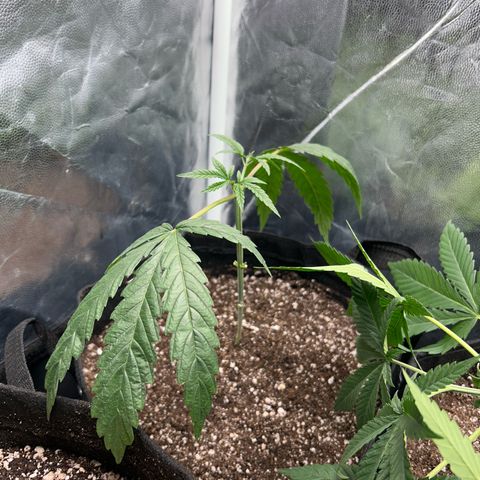 24K 02 #2 growlog photo: Após transplante, poda top. 40dias de vida
Nasc. 20/06