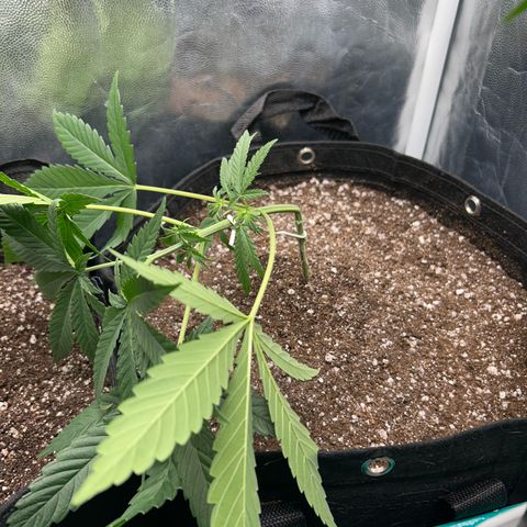 24K 02 #2 growlog photo: Após transplante, poda top. 40dias de vida
Nasc. 20/06