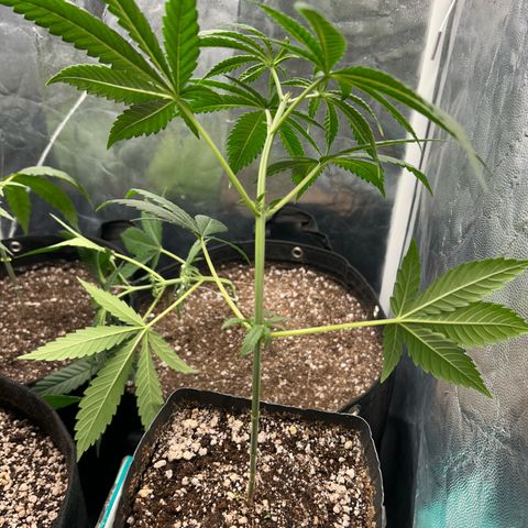 24K 02 #2 growlog photo: Após transplante, poda top. 40dias de vida
Nasc. 20/06