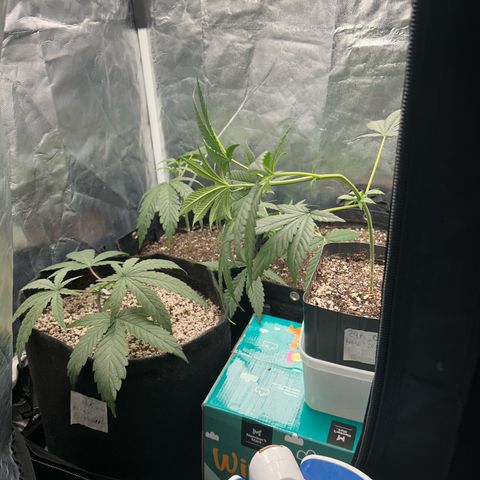 24K 02 #2 growlog photo: 10h após transplante e podas 
Rega feita 