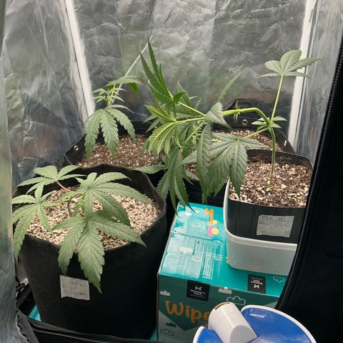 24K 02 #2 growlog photo: 10h após transplante e podas 
Rega feita 