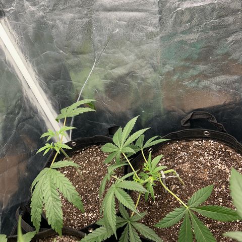 24K 02 #2 growlog photo: 10h após transplante e podas 
Rega feita 