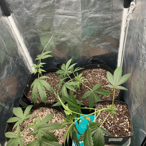 24K 02 #2 growlog photo: 10h após transplante e podas 
Rega feita 