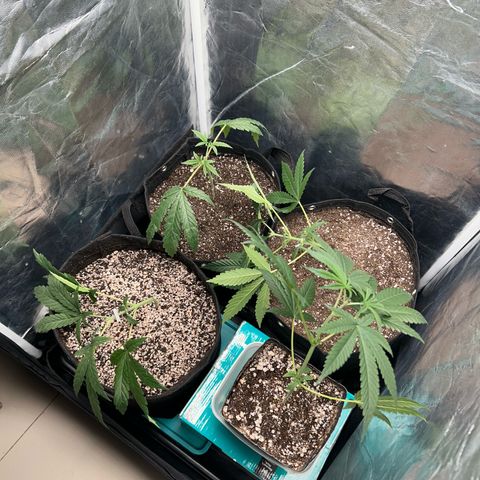 24K 02 #2 growlog photo: Após transplante, poda top. 40dias de vida
Nasc. 20/06