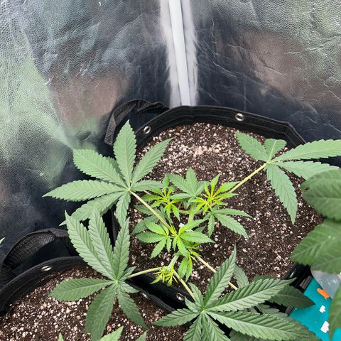 24K 02 #2 growlog photo: Rega feita 1l - 790ppm
Hora: 23:51
