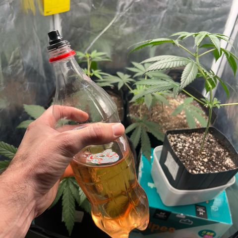 24K 02 #2 growlog photo: Rega feita 1l - 790ppm
Hora: 23:51