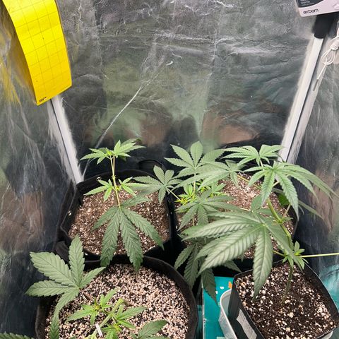 24K 02 #2 growlog photo: Rega feita 1l - 790ppm
Hora: 23:51