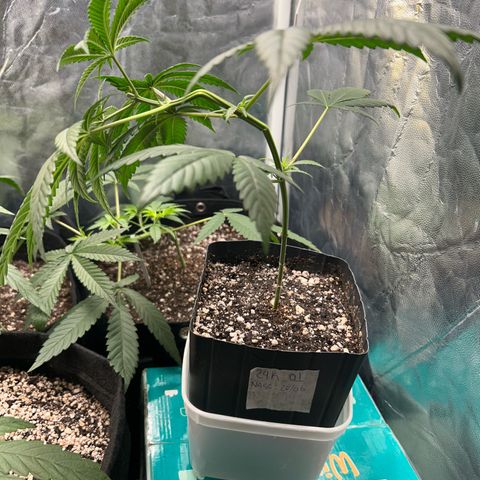 24K 02 #2 growlog photo: Rega feita 1l - 790ppm
Hora: 23:51