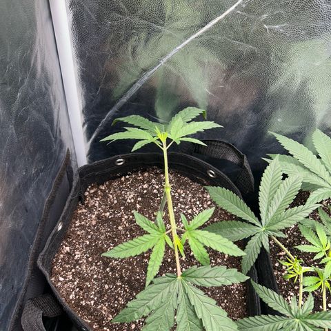 24K 02 #2 growlog photo: Rega feita 1l - 790ppm
Hora: 23:51