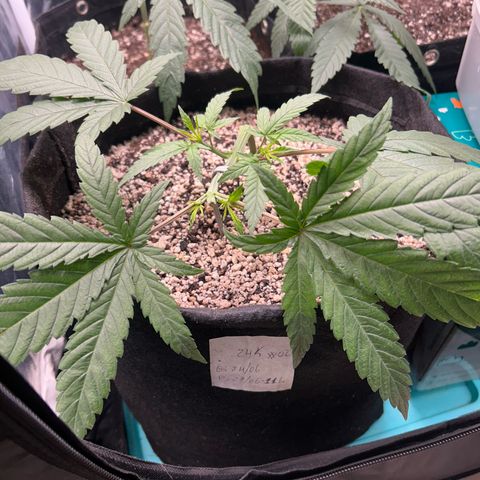24K 02 #2 growlog photo: Rega feita 1l - 790ppm
Hora: 23:51