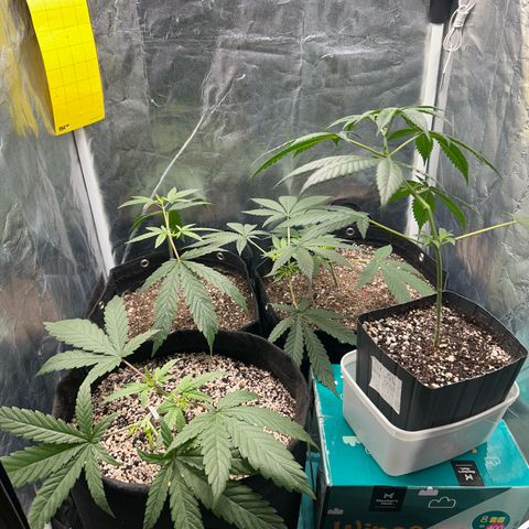 24K 02 #2 growlog photo: Rega feita 1l - 790ppm
Hora: 23:51