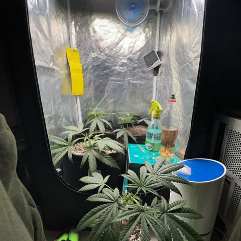 24K 02 #2 growlog photo: Rega feita 1l - 790ppm
Hora: 23:51