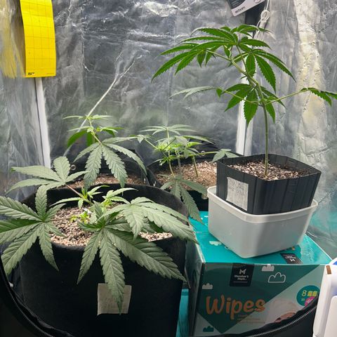 24K 02 #2 growlog photo: Rega feita 1l - 790ppm
Hora: 23:51