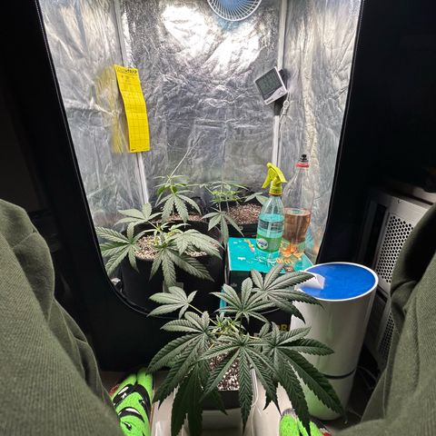 24K 02 #2 growlog photo: Rega feita 1l - 790ppm
Hora: 23:51