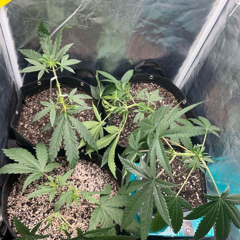 24K 02 #2 growlog photo: Antes da rega.
1l 850ppm
14h