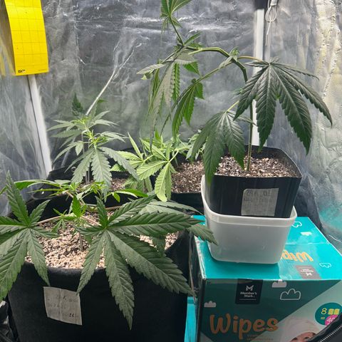24K 02 #2 growlog photo: Antes da rega.
1l 850ppm
14h