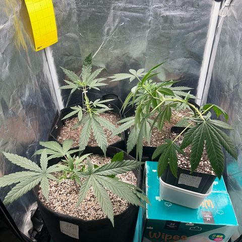 24K 02 #2 growlog photo: Antes da rega.
1l 850ppm
14h