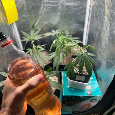 24K 02 #2 growlog photo: Antes da rega.
1l 850ppm
14h