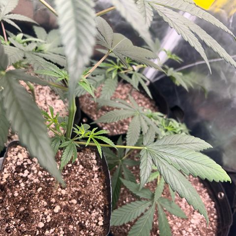 24K 02 #2 growlog photo: 24h após a rega 