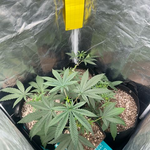 24K 02 #2 growlog photo: 24h após a rega 
