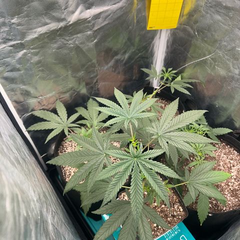 24K 02 #2 growlog photo: 24h após a rega 