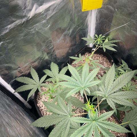 24K 02 #2 growlog photo: 24h após a rega 
