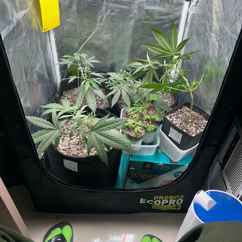 24K 02 #2 growlog photo: Rega feita 1l 850ppm
Clones foram colocados na estufa 