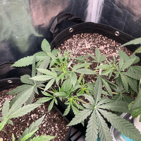 24K 02 #2 growlog photo: Rega feita 1l 850ppm
Clones foram colocados na estufa 