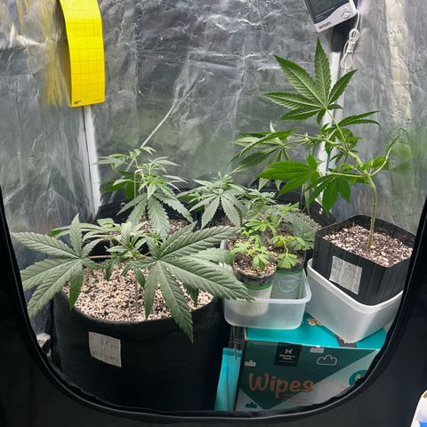 24K 02 #2 growlog photo: Rega feita 1l 850ppm
Clones foram colocados na estufa 